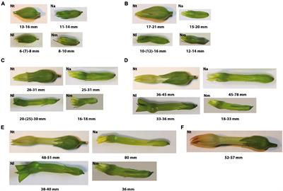 Hormonome Dynamics During Microgametogenesis in Different Nicotiana Species